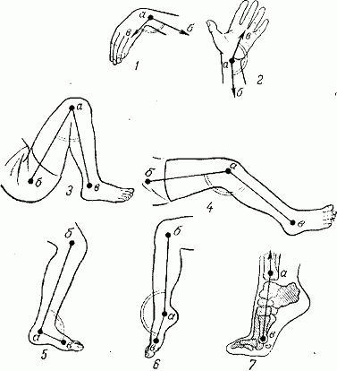 Положение измерительного циркуля при измерении подвижности в лучезапястном, коленном и голеностопном суставах